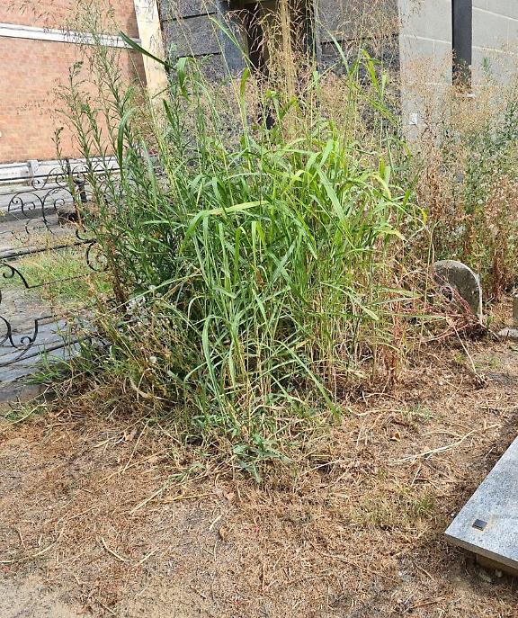 Cimitero di Asti Nuovo Scomparto 1 agosto 202323