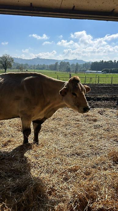 sopralluogo Caso AVS