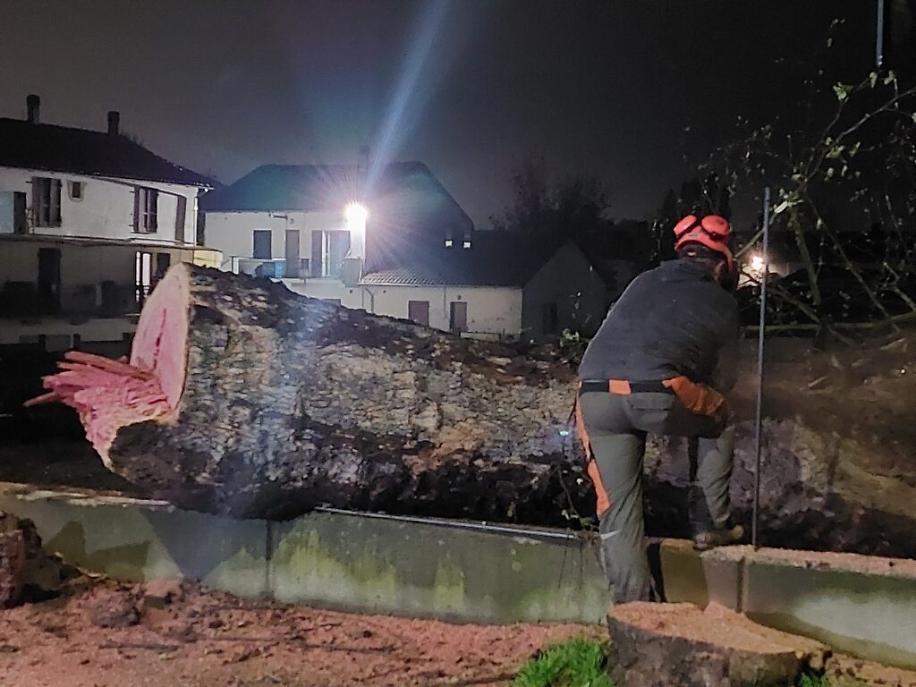 Abbattimento dei platani di corso Savona