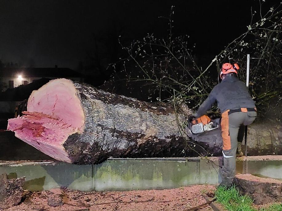 Abbattimento dei platani di corso Savona