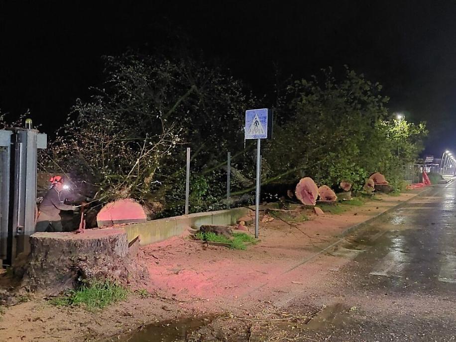 Abbattimento dei platani di corso Savona
