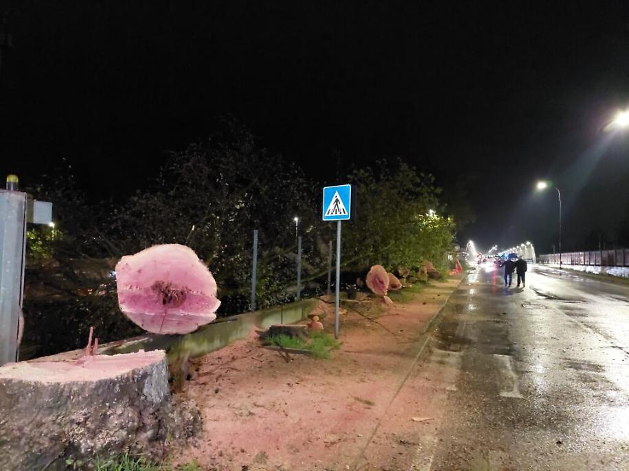 Abbattimento dei platani di corso Savona