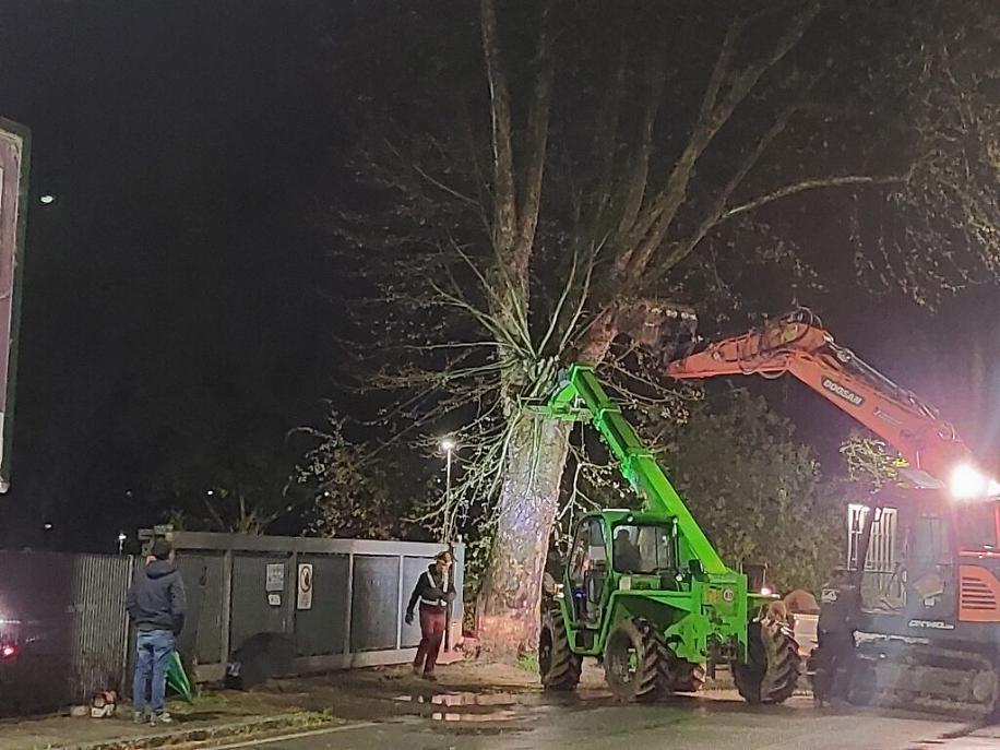 Abbattimento dei platani di corso Savona