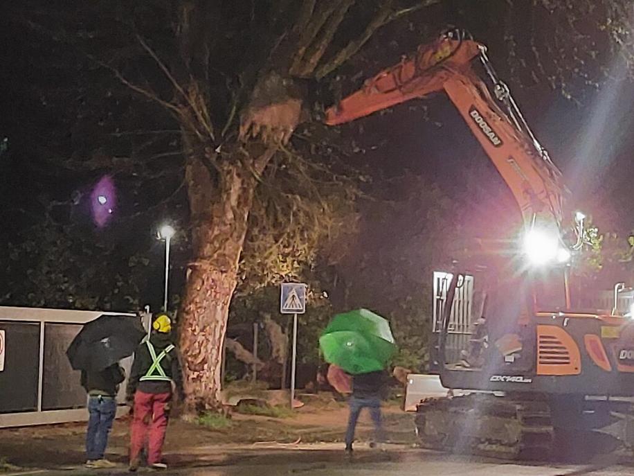 Abbattimento dei platani di corso Savona