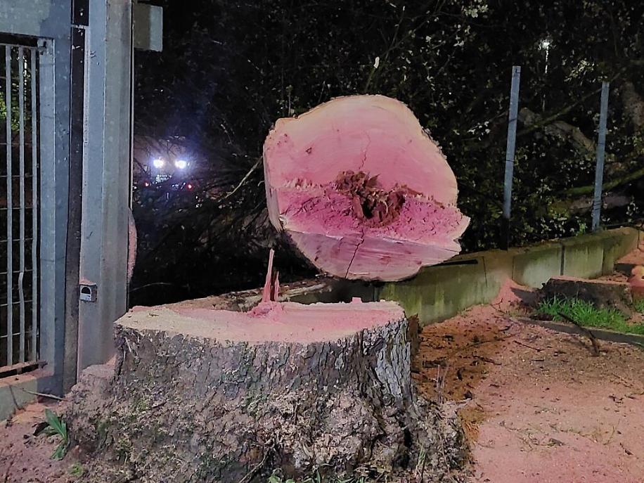 Abbattimento dei platani di corso Savona