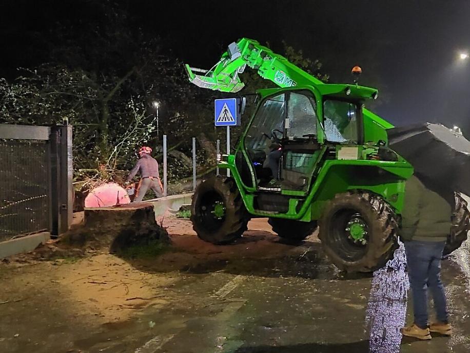 Abbattimento dei platani di corso Savona