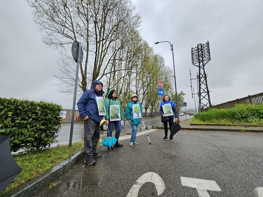 Ambientalisti ultimo giorno platani di corso Savona risultato
