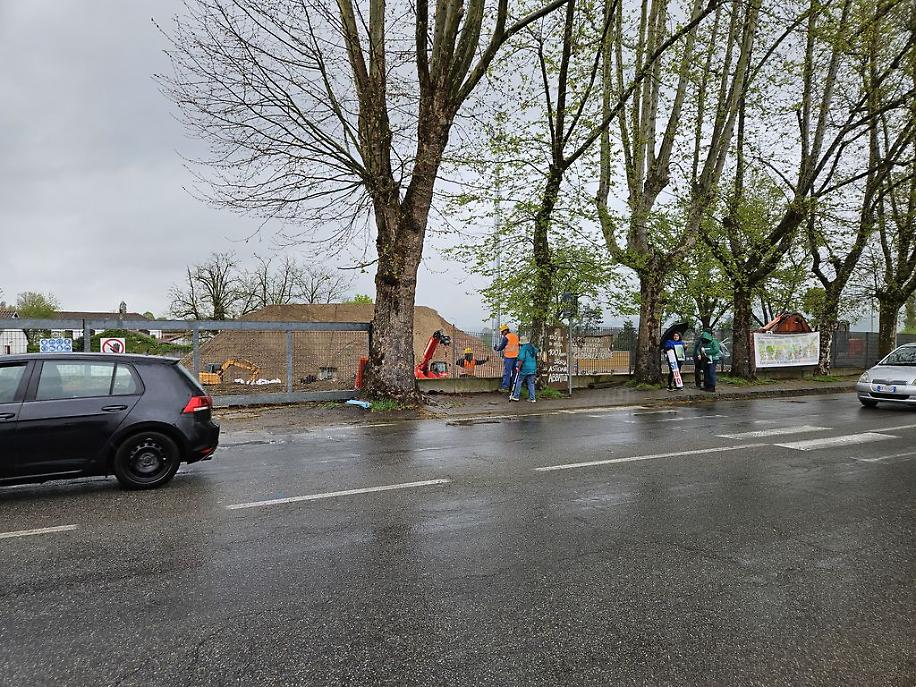 Ambientalisti ultimo giorno platani di corso Savona risultato