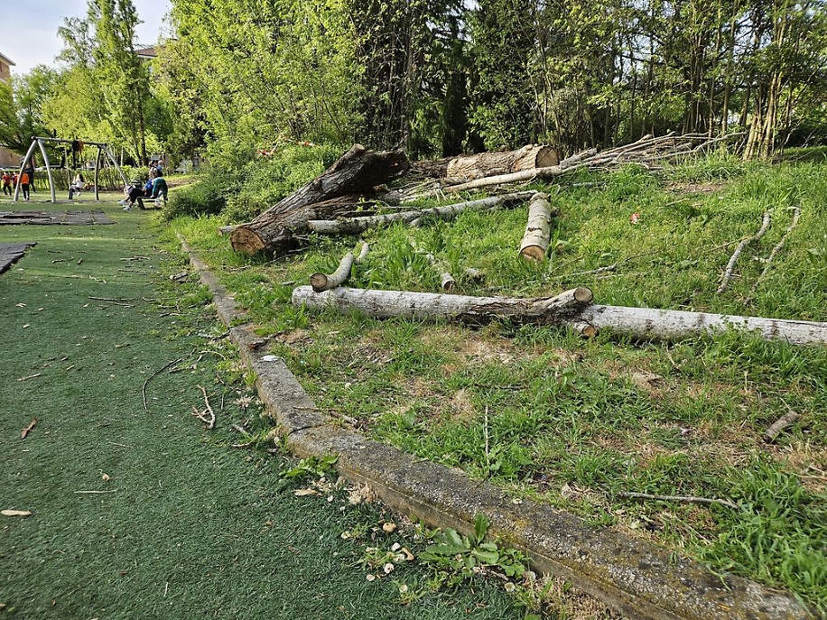 Parco Biberach resti alberi risultato