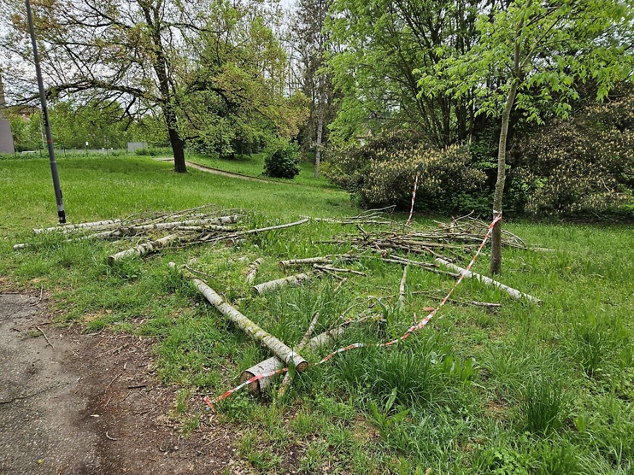 Parco Biberach resti alberi risultato