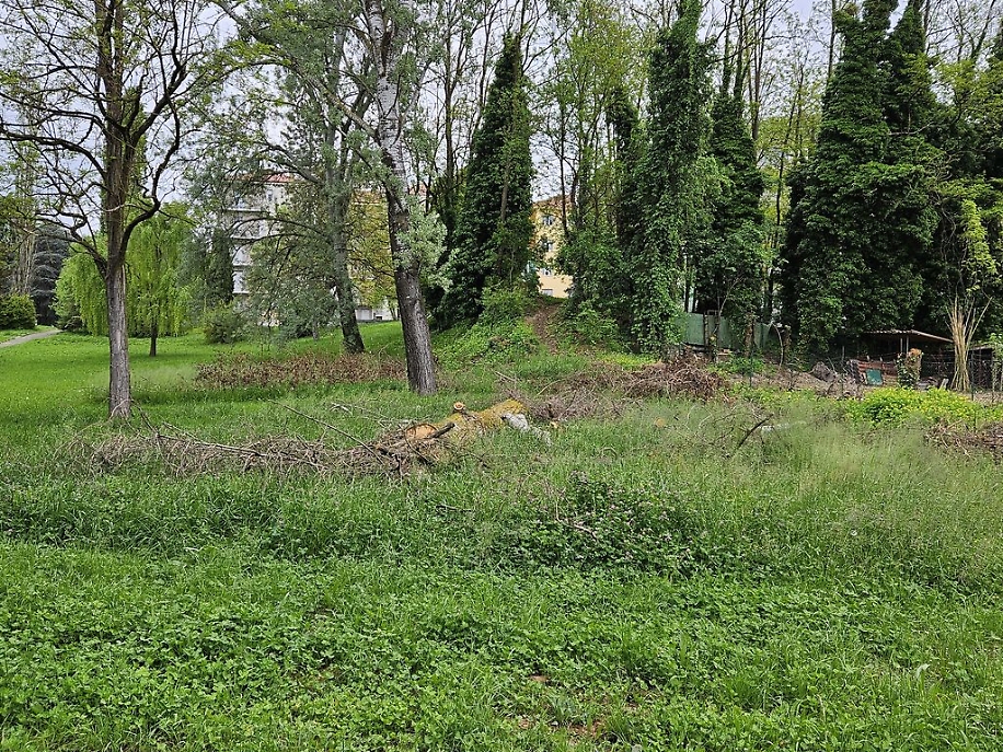 Parco Biberach resti alberi risultato
