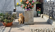 &laquo;Sui problemi delle colonie feline le risposte del Comune sono insoddisfacenti&raquo;