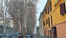 I platani di viale Pilone