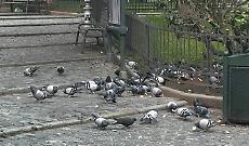 Piccioni in piazzetta San Paolo