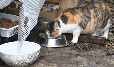 Un gatto alla Casa dell'Avvogatto