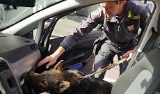 Usati anche i "cash dog" per il sequestro di 2 milioni e mezzo di euro ad una famiglia rom