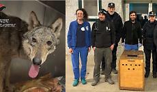 Una cucciola di lupa catturata per non farle prendere troppa "confidenza" con l'uomo