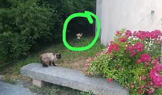 Impronte, Dna, tabulati telefonici, testimonianze: tutto quello che manca al suicidio sospetto di Raffaele