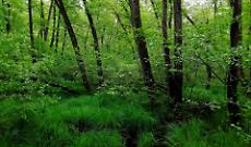 Salvare i boschi del Piemonte: nasce la rete dei boschi custoditi