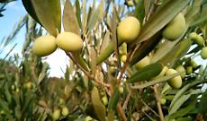 Gli uliveti monferrini ora hanno una De.Co: ad Alfiano Natta il riconoscimento