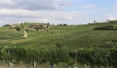 Canelli contro i nuovi OGM: scelta per la sovranit&agrave; alimentare e la tutela dei vini