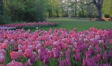 Messer Tulipano al Castello di Pralormo