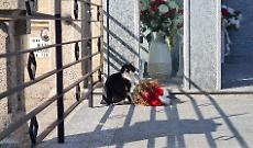 Uno dei gatti della colonia felina al cimitero di Asti [foto di repertorio]