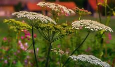 4 passi a Castiglione: "meglio le selvatiche"