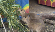 Tre sorelle di capibara a Zoom Torino: chi sono le star del web