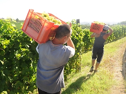 Asti: la vendemmia aspetta con ansia i voucher