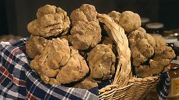 A Calliano trovato un tartufo di 644 grammi