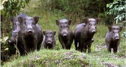 Emergenza cinghiali: dopo l&rsquo;incidente mortale sulla tangenziale di Alba si chiedono interventi urgenti