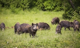 Buttigliera d'Asti: cinghiali sempre pi&ugrave; vicini alle case