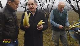 Cardo Gobbo alla Prova del Cuoco