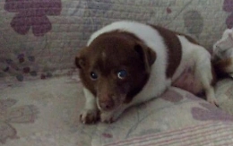 Scomparsa cagnolina cieca e sorda: appello