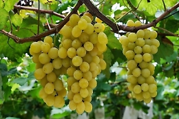 I moscatisti chiedono il d&eacute;blocage delle rese