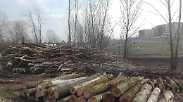 Asti: abbattuti alberi dietro l'ospedale