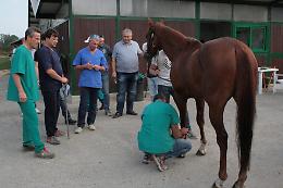 Palio, cavalli: il riepilogo delle visite veterinarie di mercoled&igrave; e gioved&igrave;