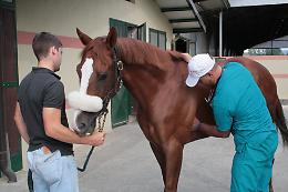 Palio, cavalli: gli esiti della prima giornata delle visite veterinarie