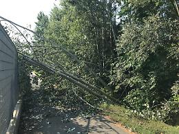 Piante cadute sulla pista ciclabile: i consiglieri di minoranza rispondono a Rasero