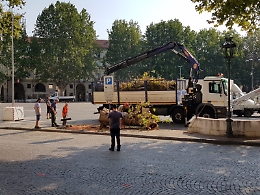 Asti: tagliato un altro platano in piazza Alfieri