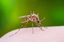 Un'anziana di Asti ricoverata per il virus West Nile