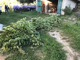 Marijuana tra i filari di Barbera: i carabinieri arrestano un barista di Nizza