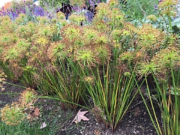 Ecco come coltivare il Papiro in vaso