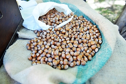 Agricoltori sceriffi per difendersi dai ladri di nocciole