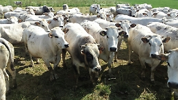 Isola della Carne: il pranzo in cascina per conoscere da vicino la razza bovina piemontese