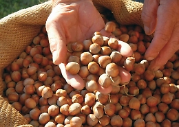 Castellero diventa capitale della nocciola per un week end