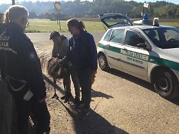 Cantarana: catturato uno struzzo fuggito da una cascina