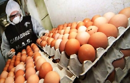 Sequestrate 300 mila uova per etichette irregolari