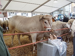 Domenica a Nizza Monferrato ritorna la Fiera del Bue Grasso